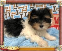Yorkshire Terrier Puppies for sale in 7639 US-64, Selmer, TN 38375, USA. price: NA