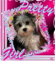 Yorkshire Terrier Puppies for sale in 7639 US-64, Selmer, TN 38375, USA. price: NA
