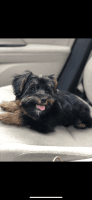 Yorkshire Terrier Puppies for sale in Chesterfield, VA 23832, USA. price: NA