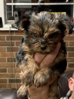 Yorkshire Terrier Puppies for sale in Blakely, GA 39823, USA. price: NA