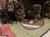 Yorkshire Terrier Puppies for sale in Cincinnati, OH 45238, USA. price: NA