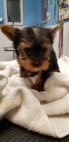 Yorkshire Terrier Puppies for sale in Woodbury Heights, NJ, USA. price: NA