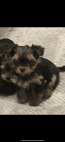 Yorkshire Terrier Puppies for sale in Glenview, IL, USA. price: NA