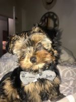 Yorkshire Terrier Puppies for sale in The Bronx, NY, USA. price: NA