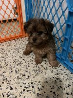 Yorkshire Terrier Puppies for sale in 227 SW 76th Ct, Miami, FL 33144, USA. price: NA