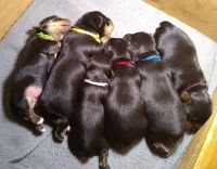 Yorkshire Terrier Puppies for sale in Rome, NY, USA. price: NA