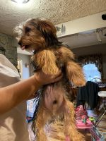 Yorkshire Terrier Puppies for sale in Stuart, VA 24171, USA. price: NA