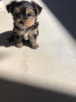 Yorkshire Terrier Puppies for sale in Lake Havasu City, AZ, USA. price: NA