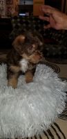 Yorkshire Terrier Puppies for sale in Southeast Houston, Houston, TX, USA. price: NA