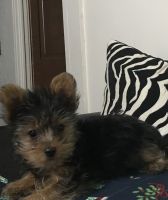 Yorkshire Terrier Puppies for sale in Grand Rapids, MI 49507, USA. price: NA
