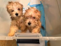 Yorkshire Terrier Puppies for sale in Kissimmee, FL, USA. price: NA