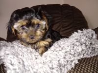 Yorkshire Terrier Puppies for sale in 519 E Comstock St, Owosso, MI 48867, USA. price: NA