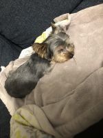Yorkshire Terrier Puppies for sale in Addison, IL, USA. price: NA