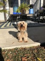 Yorkshire Terrier Puppies for sale in Moncks Corner, SC 29461, USA. price: NA