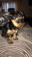 Yorkshire Terrier Puppies for sale in Cranston, RI 02920, USA. price: NA
