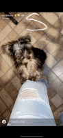 Yorkshire Terrier Puppies for sale in Newburgh, NY 12550, USA. price: NA