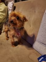 Yorkshire Terrier Puppies for sale in Philadelphia, PA 19145, USA. price: NA