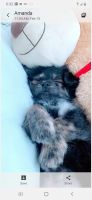 Yorkshire Terrier Puppies for sale in UPPR CHICHSTR, PA 19014, USA. price: NA