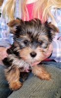 Yorkshire Terrier Puppies for sale in The Bronx, NY, USA. price: NA