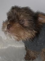Yorkshire Terrier Puppies for sale in West Chester, PA, USA. price: NA
