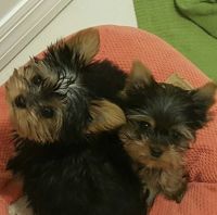 Yorkshire Terrier Puppies for sale in North Bay Village, FL, USA. price: NA