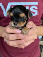 Yorkshire Terrier Puppies for sale in Kyle, TX, USA. price: NA
