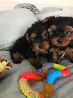 Yorkshire Terrier Puppies for sale in 94102 South San Francisco Caltrain Station Entrance, South San Francisco, CA 94080, USA. price: NA