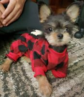 Yorkshire Terrier Puppies for sale in Newington, NH 03801, USA. price: NA