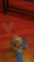 Yorkshire Terrier Puppies for sale in Philadelphia, PA, USA. price: NA