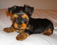 Yorkshire Terrier Puppies for sale in Rhode Island Ave NE, Washington, DC, USA. price: NA