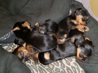 Yorkshire Terrier Puppies for sale in Mountville, PA, USA. price: NA