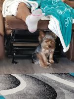 Yorkshire Terrier Puppies for sale in Moncks Corner, SC 29461, USA. price: NA