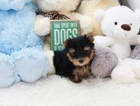 Yorkshire Terrier Puppies for sale in Jackson, GA 30233, USA. price: NA