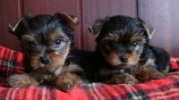 Yorkshire Terrier Puppies for sale in Secaucus, NJ 07094, USA. price: NA