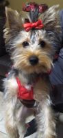 Yorkshire Terrier Puppies for sale in Homestead, FL, USA. price: NA