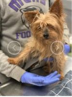 Yorkshire Terrier Puppies for sale in 2094 Childress Dr SW, Atlanta, GA 30311, USA. price: NA