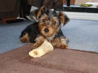 Yorkshire Terrier Puppies for sale in Rhode Island Ave NE, Washington, DC, USA. price: NA
