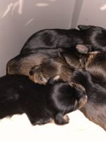 Yorkshire Terrier Puppies for sale in Johnsburg, IL 60051, USA. price: NA