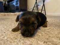 Yorkshire Terrier Puppies for sale in Norwood, MA, USA. price: NA
