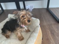 Yorkshire Terrier Puppies for sale in Raritan, NJ 08869, USA. price: NA