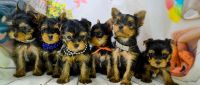 Yorkshire Terrier Puppies for sale in Tennessee City, TN 37055, USA. price: NA