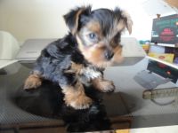 Yorkshire Terrier Puppies for sale in Checotah, OK 74426, USA. price: NA