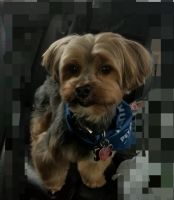 Yorkshire Terrier Puppies for sale in Kingwood, Houston, TX, USA. price: NA