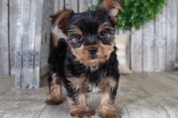 Yorkshire Terrier Puppies for sale in 5604 S Sundowner Ave, Sioux Falls, SD 57106, USA. price: NA
