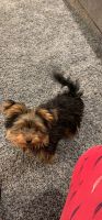 Yorkshire Terrier Puppies for sale in Essex, MD 21221, USA. price: NA