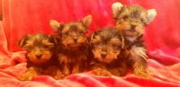 Yorkshire Terrier Puppies for sale in Los Angeles, CA 90001, USA. price: NA