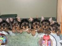 Yorkshire Terrier Puppies for sale in Los Angeles, CA 90001, USA. price: NA