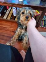 Yorkshire Terrier Puppies for sale in Lacey, WA, USA. price: NA