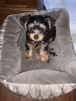 Yorkshire Terrier Puppies for sale in Destrehan, LA, USA. price: NA