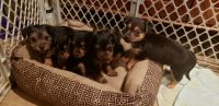 Yorkshire Terrier Puppies for sale in 4704 Hatfield St, Bristol, PA 19007, USA. price: NA